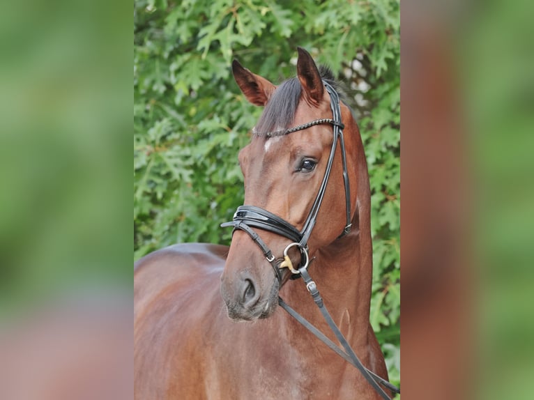 Westfale Wallach 3 Jahre 173 cm Dunkelbrauner in Tecklenburg