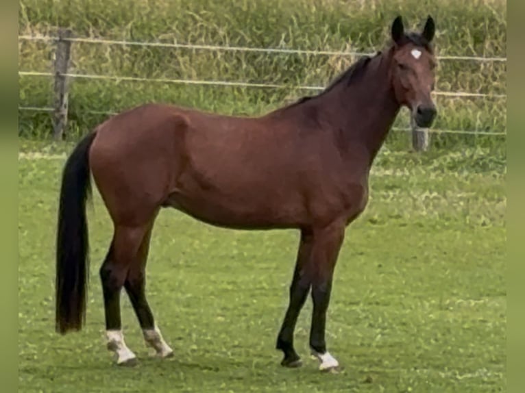 Westfale Wallach 3 Jahre 174 cm Brauner in GrevenGreven