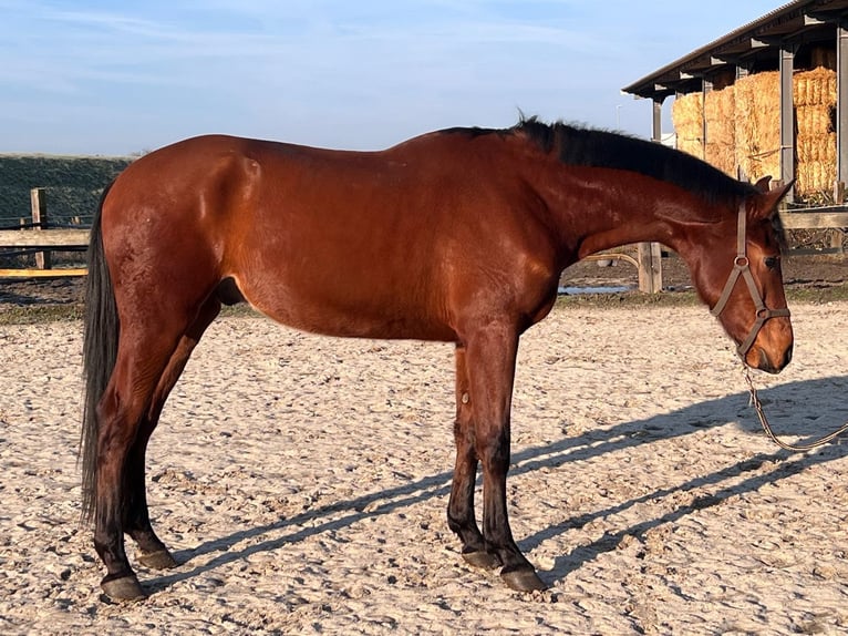 Westfale Wallach 3 Jahre  in Bottrop