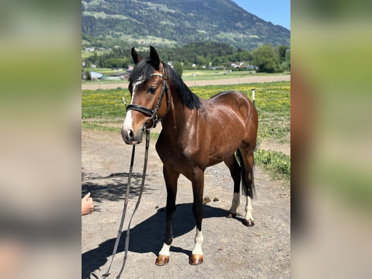Westfale Wallach 4 Jahre 138 cm Brauner in Schlins