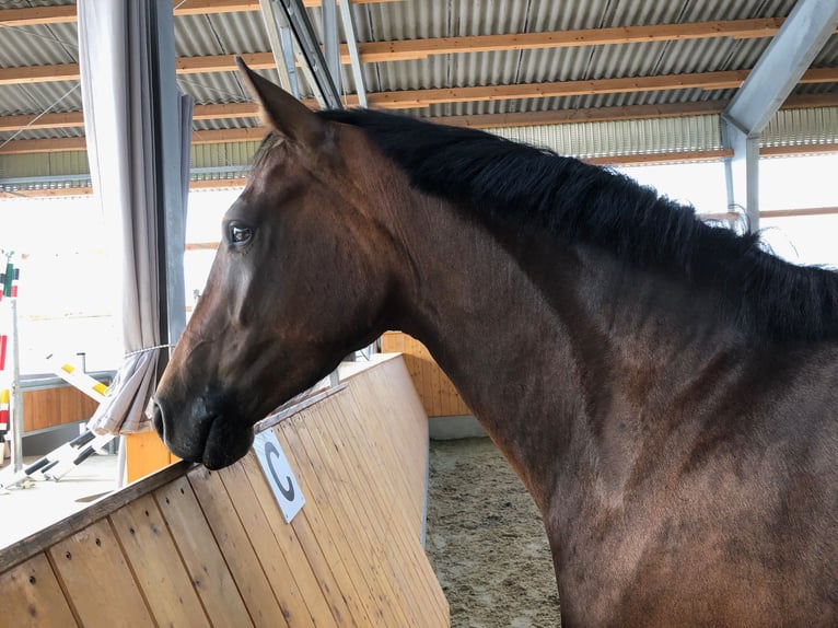 Westfale Wallach 4 Jahre 154 cm Brauner in Münster