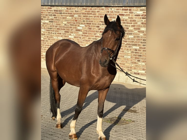 Westfale Wallach 4 Jahre 154 cm Brauner in Grevenbroich