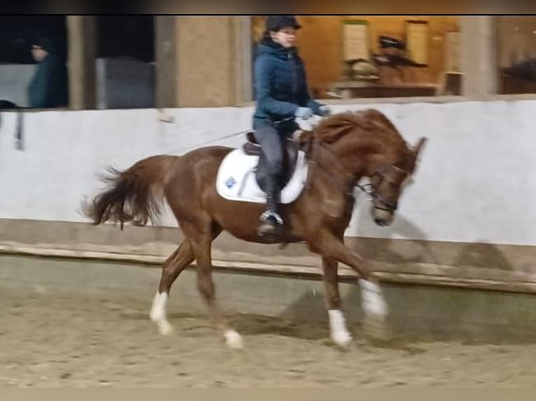 Westfale Wallach 4 Jahre 154 cm Fuchs in Bergisch Gladbach