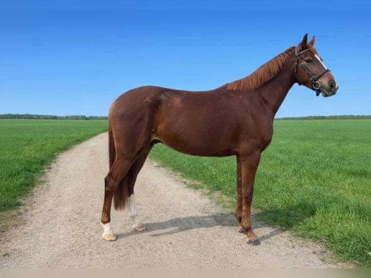 Westfale Wallach 4 Jahre 154 cm Fuchs in Bergisch Gladbach