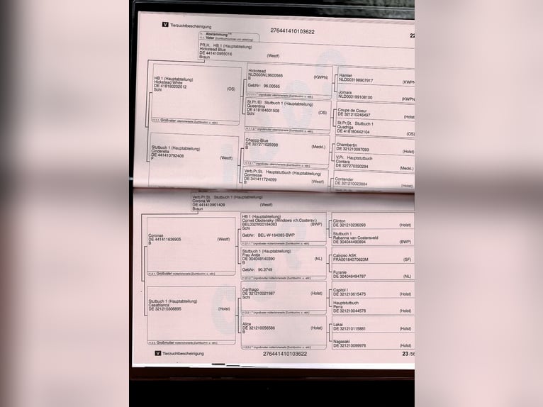 Westfale Wallach 4 Jahre 154 cm Fuchs in Bergisch Gladbach