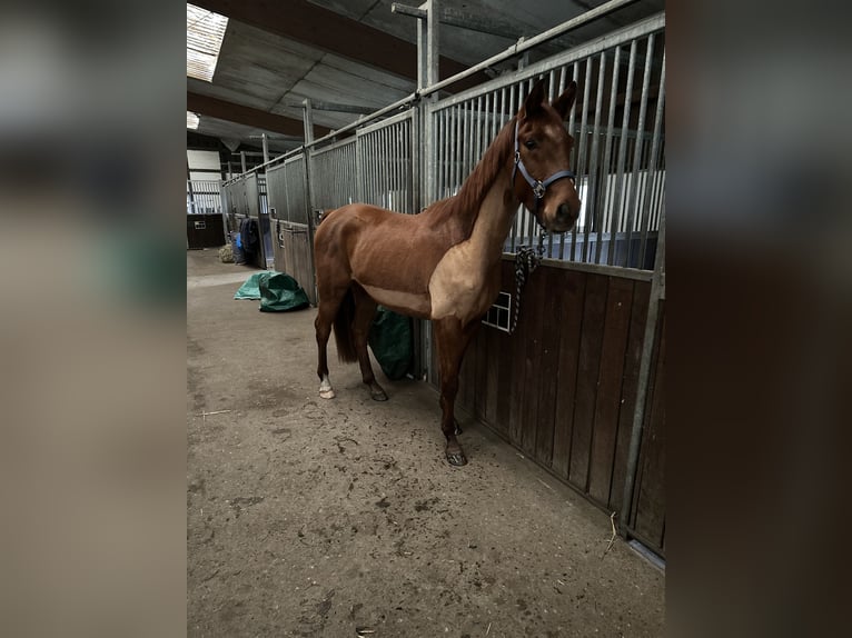 Westfale Wallach 4 Jahre 155 cm Fuchs in Herten