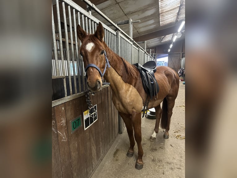 Westfale Wallach 4 Jahre 156 cm Fuchs in Herten