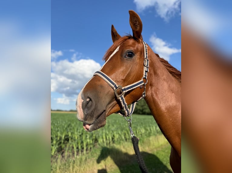 Westfale Wallach 4 Jahre 158 cm Fuchs in Borstel