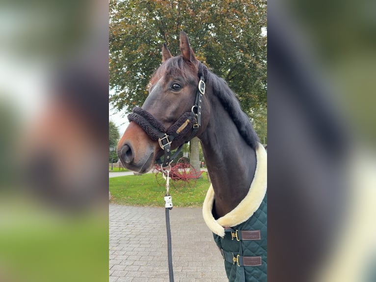 Westfale Wallach 4 Jahre 159 cm Schwarzbrauner in M&#xFC;lheim an der Ruhr