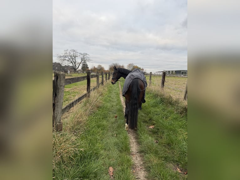 Westfale Wallach 4 Jahre 159 cm Schwarzbrauner in M&#xFC;lheim an der Ruhr
