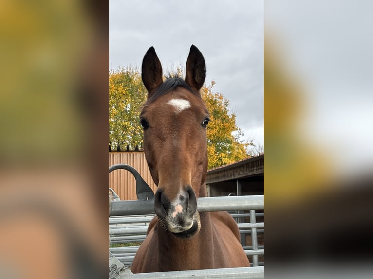 Westfale Wallach 4 Jahre 160 cm Brauner in Berg (Pfalz)