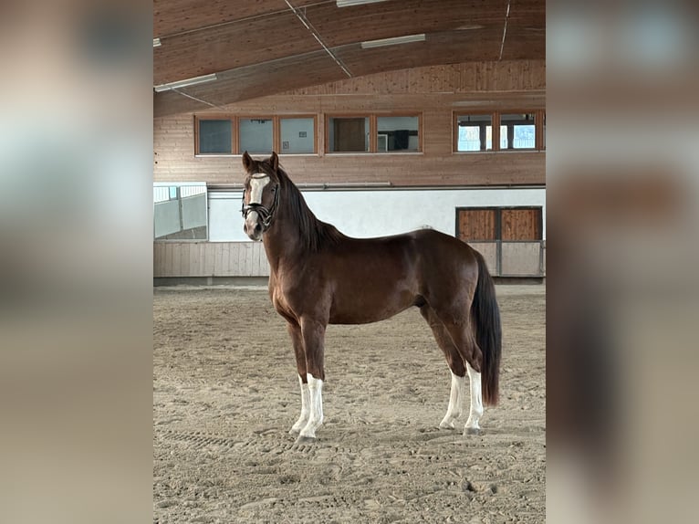 Westfale Wallach 4 Jahre 160 cm Fuchs in Pfeffenhausen