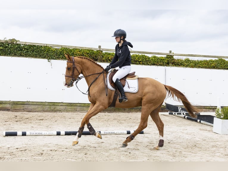 Westfale Wallach 4 Jahre 160 cm Fuchs in Waddinxveen