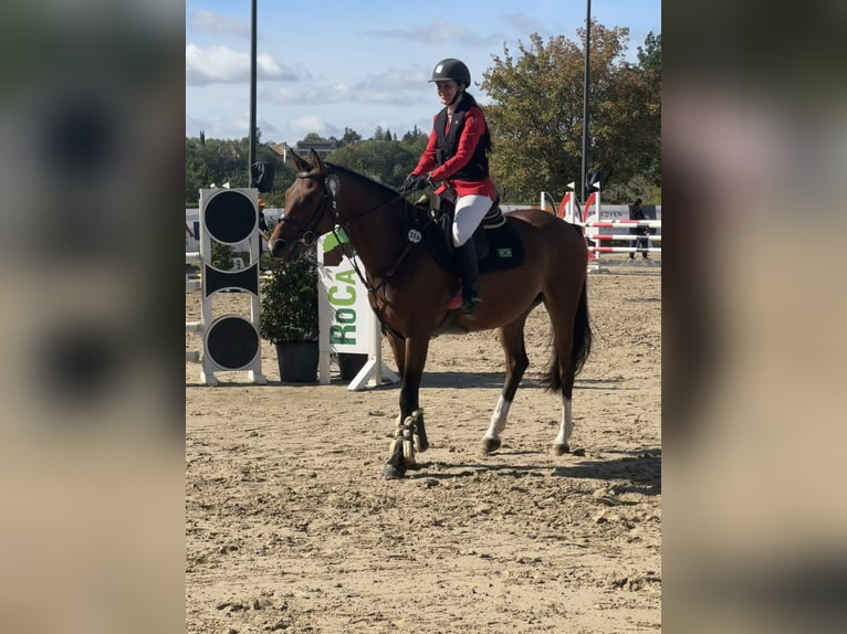 Westfale Wallach 4 Jahre 160 cm Rotbrauner in Luxembourg