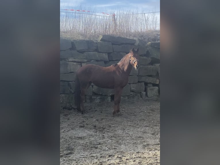 Westfale Wallach 4 Jahre 160 cm Rotfuchs in Lindlar