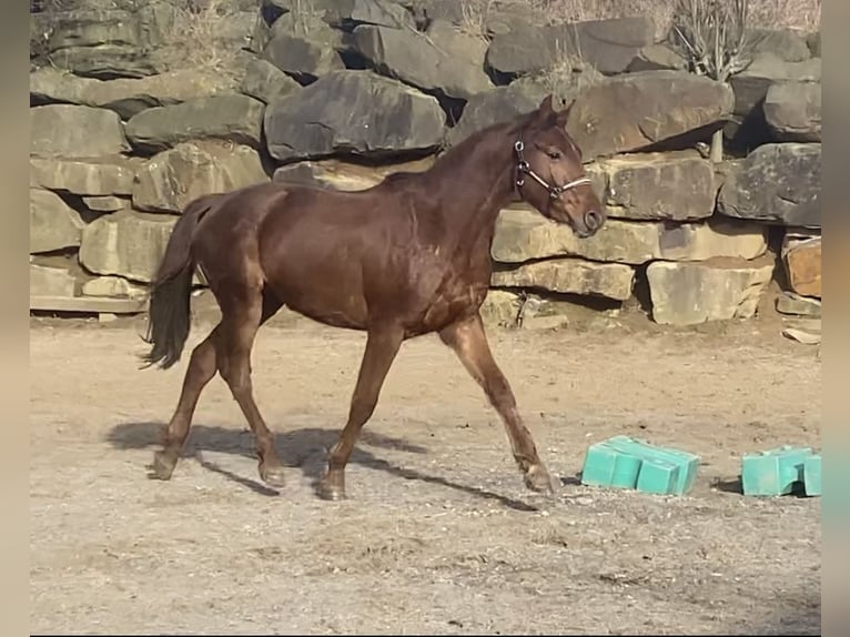 Westfale Wallach 4 Jahre 160 cm Rotfuchs in Overath