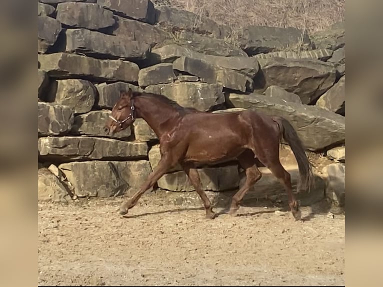 Westfale Wallach 4 Jahre 160 cm Rotfuchs in Overath