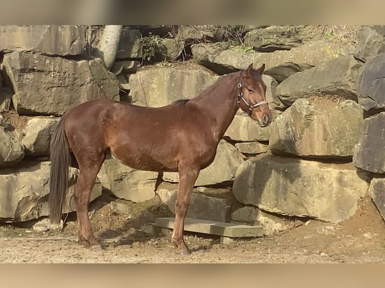 Westfale Wallach 4 Jahre 160 cm Rotfuchs in Overath