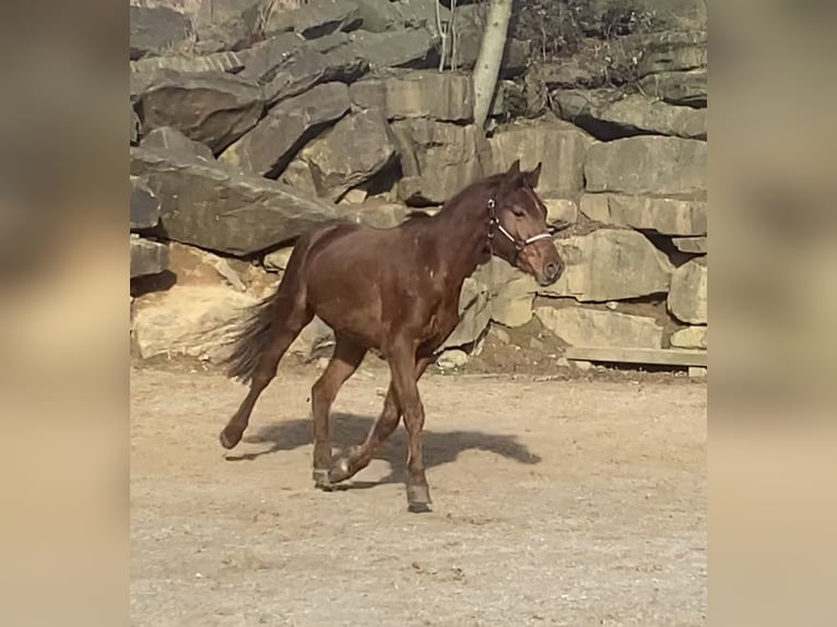 Westfale Wallach 4 Jahre 160 cm Rotfuchs in Overath