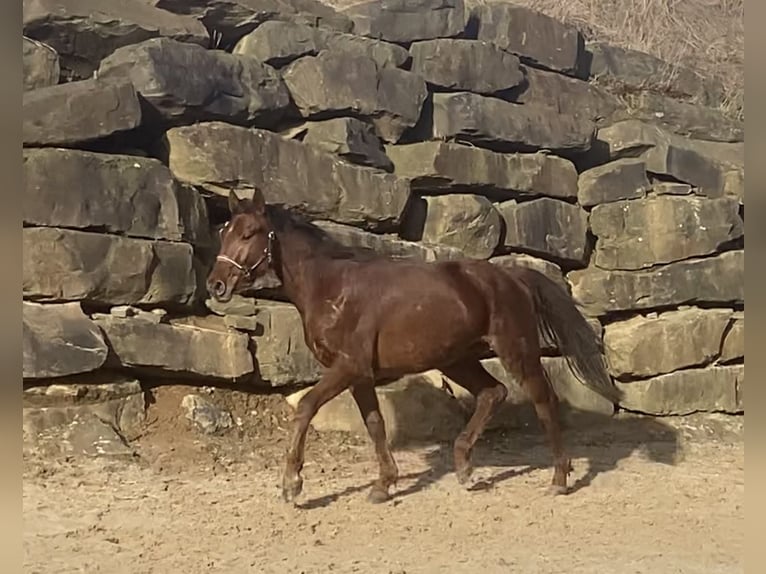 Westfale Wallach 4 Jahre 160 cm Rotfuchs in Overath