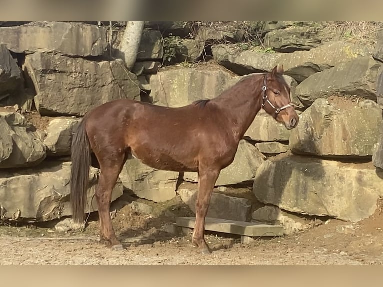 Westfale Wallach 4 Jahre 160 cm Rotfuchs in Overath