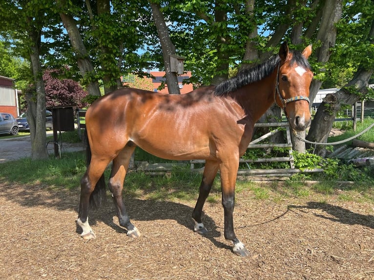 Westfale Wallach 4 Jahre 161 cm Brauner in Emsb&#xFC;ren