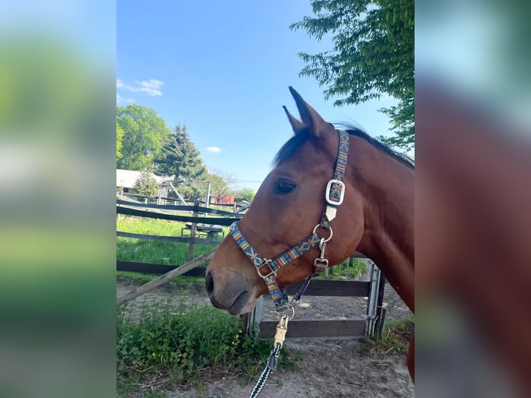 Westfale Wallach 4 Jahre 161 cm Brauner in Emsb&#xFC;ren