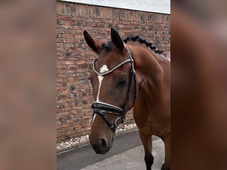 Westfale Wallach 4 Jahre 162 cm Brauner in Niederkassel