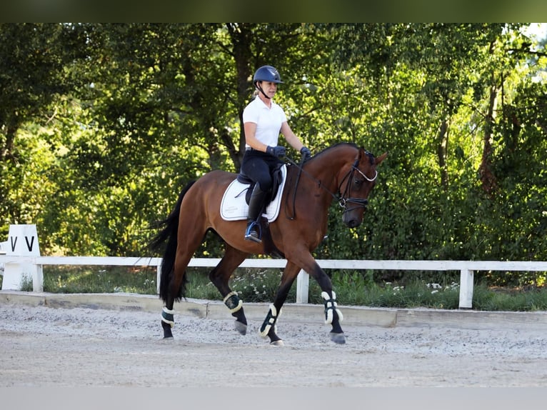 Westfale Wallach 4 Jahre 162 cm Brauner in Altenstadt