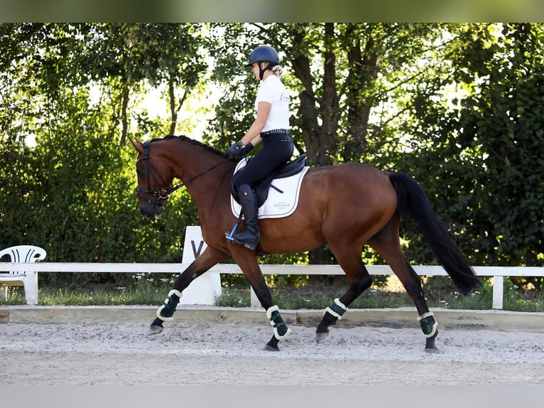 Westfale Wallach 4 Jahre 162 cm Brauner in Altenstadt