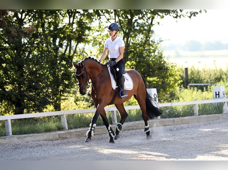 Westfale Wallach 4 Jahre 162 cm Brauner in Altenstadt