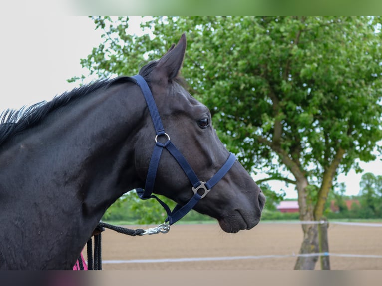 Westfale Wallach 4 Jahre 162 cm Rappe in Ahlen
