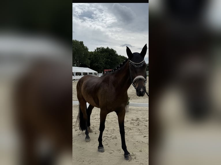 Westfale Wallach 4 Jahre 163 cm Brauner in Much