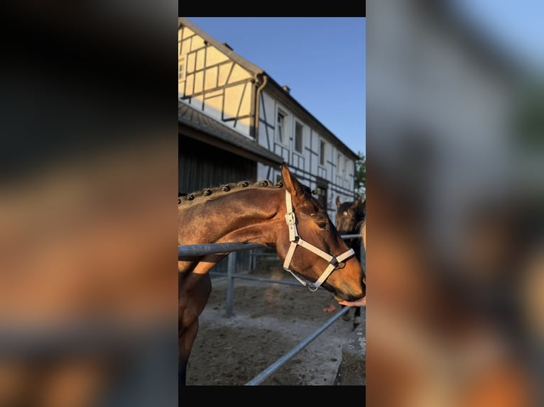 Westfale Wallach 4 Jahre 163 cm Brauner in Much