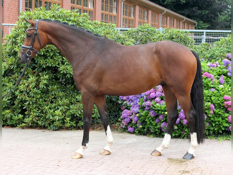 Westfale Wallach 4 Jahre 163 cm Brauner in Cappeln (Oldenburg)