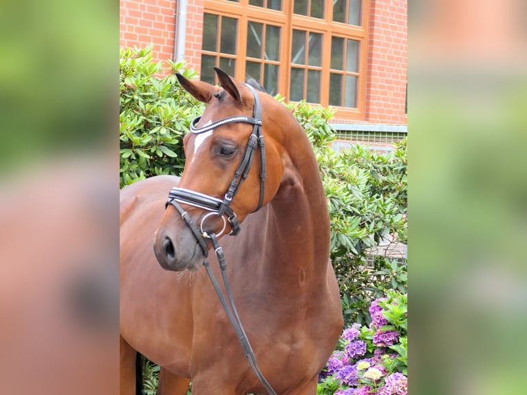 Westfale Wallach 4 Jahre 163 cm Brauner in Cappeln (Oldenburg)