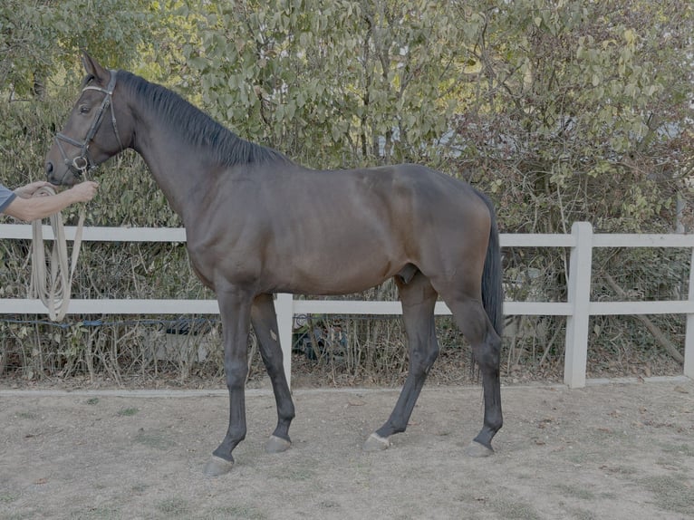 Westfale Wallach 4 Jahre 163 cm Brauner in Saint-Georges-sur-Baulche