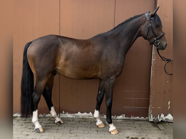 Westfale Wallach 4 Jahre 163 cm Dunkelbrauner in Sassenberg