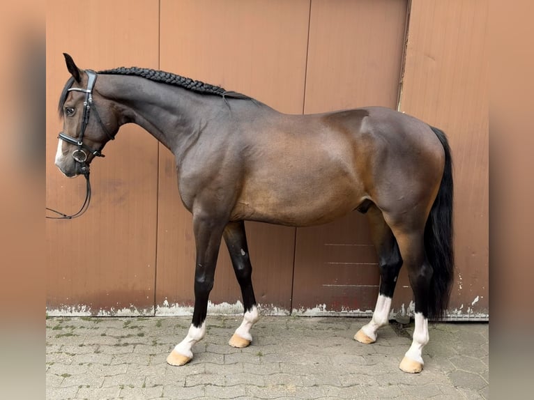 Westfale Wallach 4 Jahre 163 cm Dunkelbrauner in Sassenberg
