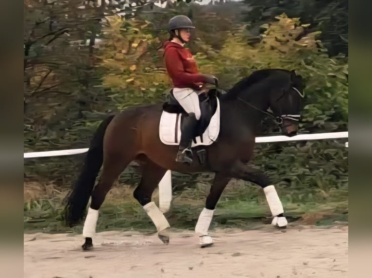 Westfale Wallach 4 Jahre 163 cm Dunkelbrauner in Much Westfale Wallach 4 Jahre 163 cm Dunkelbrauner in Much