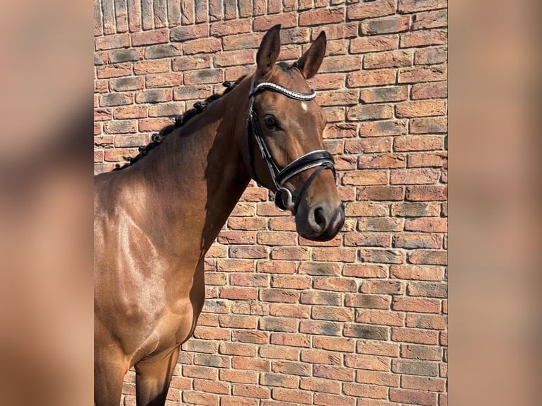 Westfale Wallach 4 Jahre 163 cm Dunkelbrauner in Niederkassel