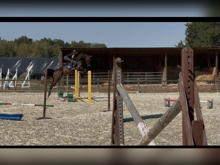 Westfale Wallach 4 Jahre 163 cm Dunkelbrauner in DIGES