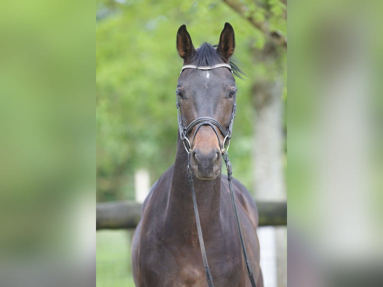 Westfale Wallach 4 Jahre 163 cm Dunkelbrauner in DIGES