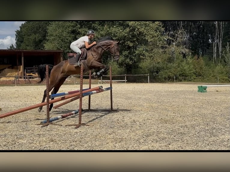 Westfale Wallach 4 Jahre 163 cm Dunkelbrauner in DIGES