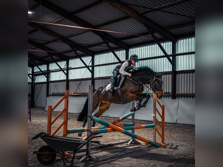 Westfale Wallach 4 Jahre 163 cm in Dorsten