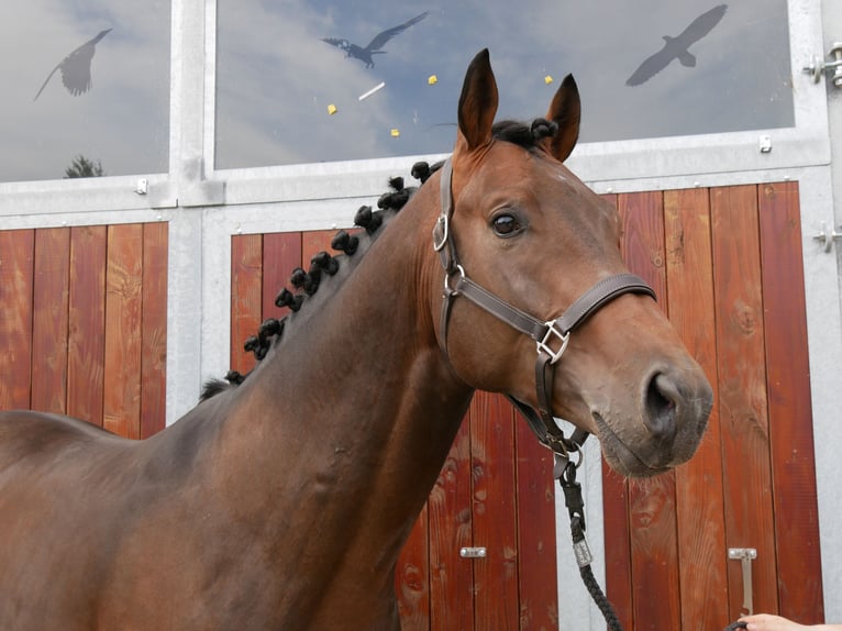 Westfale Wallach 4 Jahre 163 cm in Dorsten