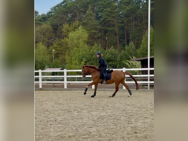 Westfale Wallach 4 Jahre 163 cm Fuchs in Nienhagen