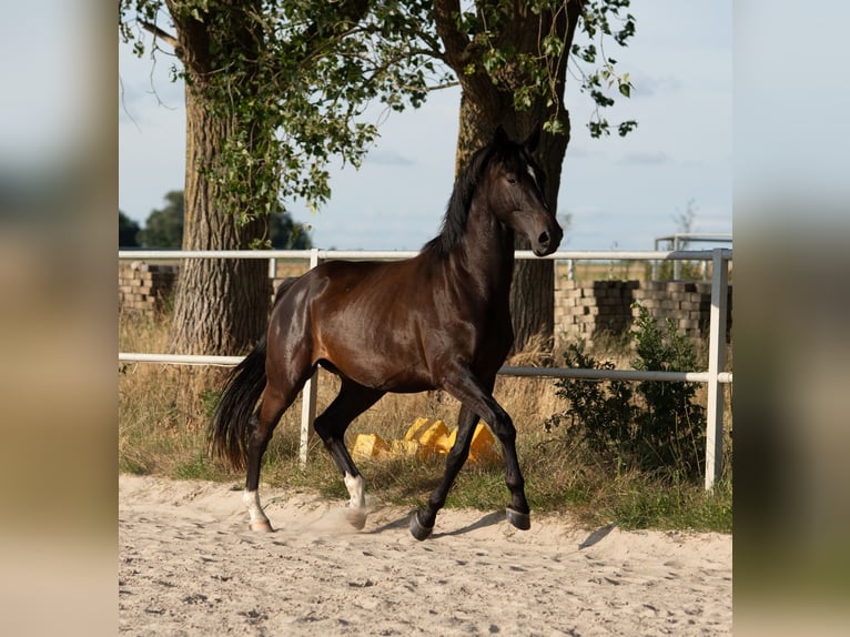 Westfale Wallach 4 Jahre 163 cm Schwarzbrauner in Hille