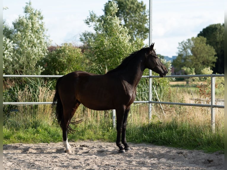 Westfale Wallach 4 Jahre 163 cm Schwarzbrauner in Hille