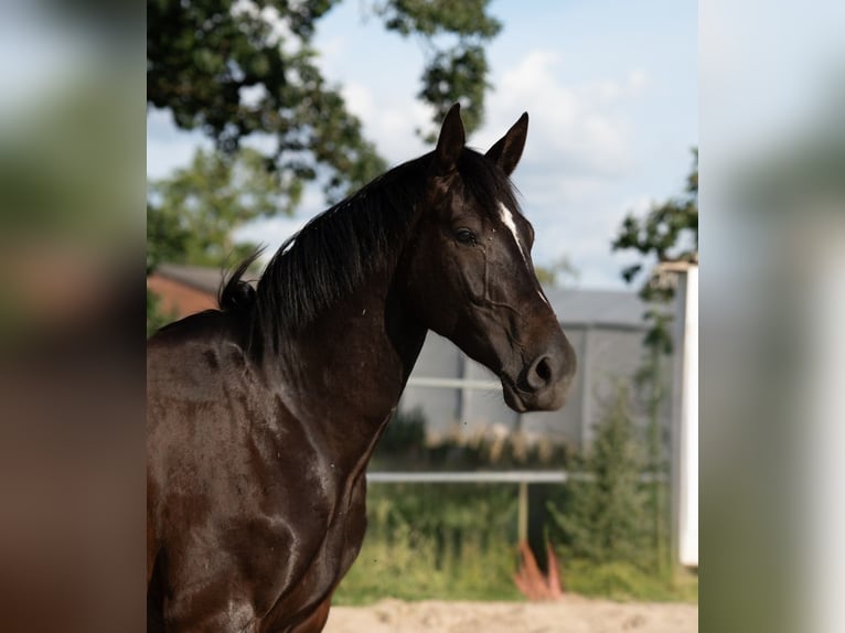 Westfale Wallach 4 Jahre 163 cm Schwarzbrauner in Hille